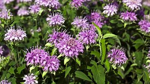 Best indoor plants from Canada: 8 stunning varieties