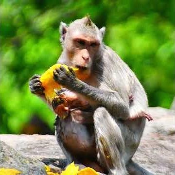Mini baby monkey hug mom getting more milk #monkey #monkeysource