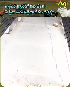 8.8K views · 150 reactions | Cattle Cluster Machine Donated by Dr. Mullapudi Narendranath. Cattle Handling Facility are used to Confine Cattle Safely and Efficiently for Close Observation and to Perform Routine Health and Management Procedures. Cattle Cluster Machine Review by Narayana Rao, Ongole Cattle Improvement Society Member, Livestock Research Station, Lam Farm Guntur. #ToneAgri #CattleCluster #CattleHandlingFacility #CattleClusterMachine #AnimalHusbandry | Tone Agri | Facebook