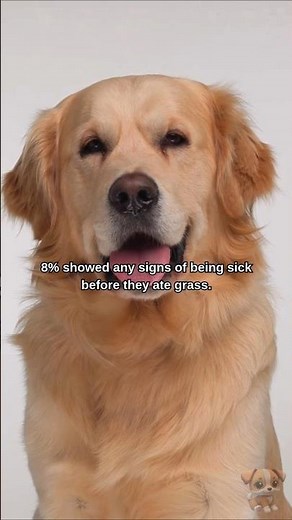 Your Dog Isn't Trying To Throw Up When They Eat Grass! 🐶 #shorts #dog #dogs #pet #pets