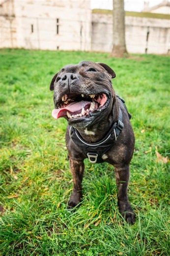 Adoption de Toooy : Un petit prince à aimer ❤️