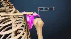 18K views · 503 reactions | Shoulder Osteoarthritis.See how degeneration in the cartilage of your shoulder leads to arthritis pain. | The Surgery | Facebook