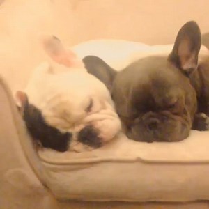 Although my brother Frank annoys me most of the time, I still love him. #cuddle #brothers | Manny The Frenchie