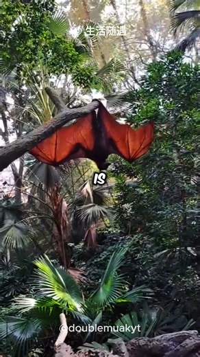 Meet the Flying Fox: The World's Largest Bat! | Stunning World | Facebook