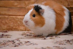 My Guinea Pig Is Shaking and Trembling - Why and What to Do