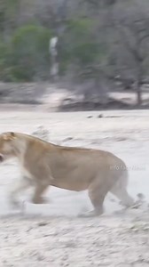 Lion Vs Leopard Vs Cheetah #lions #leopard #cheetah #wildlife | infofactnews
