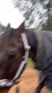 2.1K views · 52 reactions | Panda the cat got a free ride from Aaron Coad Racing-trained Dennis this morning  | Harness Racing Victoria | Facebook