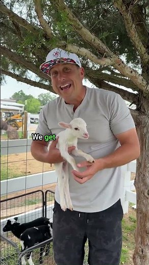 Baby Lambs!