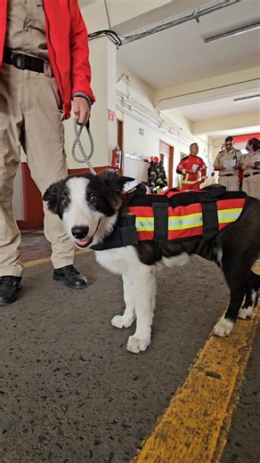 278K views · 1.2K reactions | Orco, el nuevo integrante de Protección Civil y Bomberos GDL, es inteligente, rápido, amigable y muy bonito. Desde muy pequeño está recibiendo entrenamiento especializado para convertirse en un perrito para buscar y rescatar personas en alguna emergencia. 李 | Gobierno de Guadalajara | Facebook