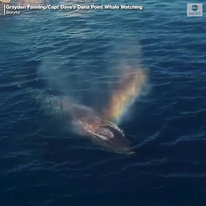 MAKING RAINBOWS: Spectacular drone footage captures a humpback whale and her calf as the pair surfaced off the Southern California coast earlier this month. https://abcn.ws/2G4B5bp | ABC News