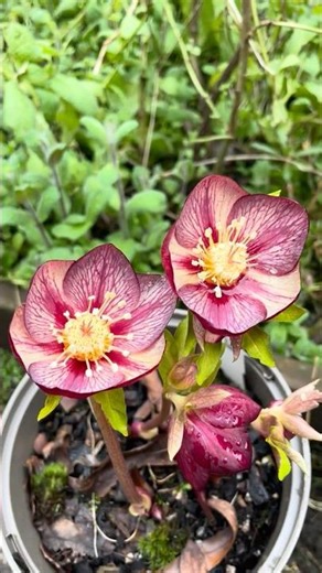 Ashwood single neon shades hybrid hellebore #helleborus #морозник #winterflowers #winterplants