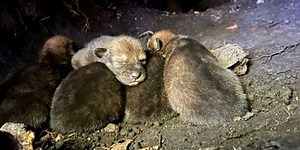 ENC red wolf pack welcomes new litter