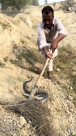 🐍🪱 || Snake Lovers || Snake Lovers 92 #snake #cobra #kingcobrasnake #automobile #kingcobra #funny