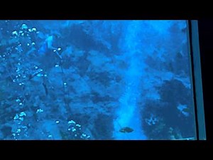 "Former" Weeki Wachee Mermaid Susie Deep Dive