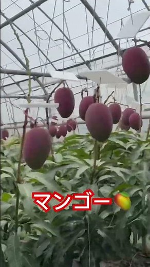 マンゴー！！📸動画提供📸MAIFARM～沖縄マンゴー農家たまに野菜～さん。（BGM編集済み）#マンゴー #農家 #農園 #農業女子 #農girl農life