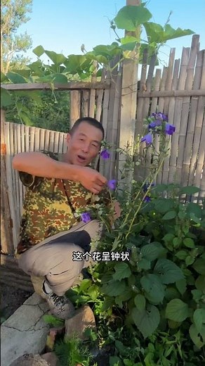 桔梗 有一种药材大数人都吃过它做的咸菜，没吃过的大家快去尝尝吧。#桔梗#中药材#记录真实生活 #记录我的农村生活 #三农
