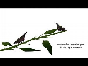 Treehopper mating behavior