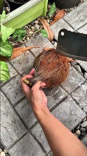 Mini coconuts are so cute 😍😍😍