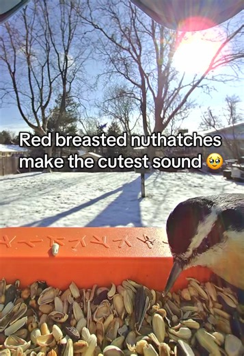 Red Breasted Nuthatches: The Adorable Sounds of Nature
