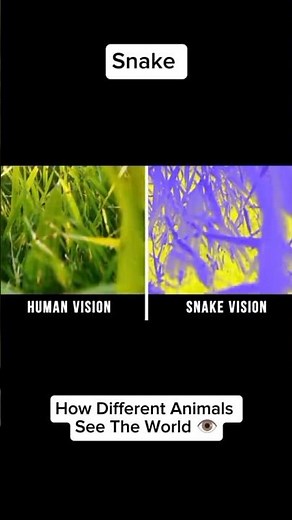 How Different Animals see the world: Snake and Cow