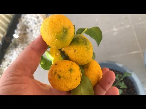 Japanese Yuzu Tree & Sudachi Tree