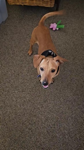 🐾✨ Meet Sebastian ✨🐾 10 months old | Whippet x Dachshund mix | Professional Zoomie Specialist If you crossed speed, snuggles, and a sprinkle of a cinnamon roll… you’d get Sebastian. 😍 At just 10 months old, he’s still got that fun puppy energy — think zoomies in the yard, dramatic play bows, and then full-body cuddles once he’s done showing off his athletic skills. Whippet grace Dachshund charm = 💨 Fast when he wants to be 🛋️ Snuggly when he’s ready 👀 Always watching you like you’re the mo