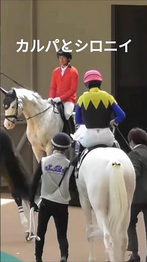白毛馬シラユキヒメ一族の共演。カルパと誘導馬シロニイ#horse #競馬