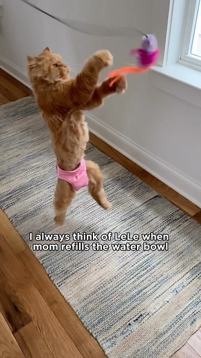 116K views · 6.2K reactions | Cappybear's morning routine. -Cappy's POV #disabledcat #morningroutine #cats #orangecats #specialmoments | Katie Beth Miedaner | Facebook