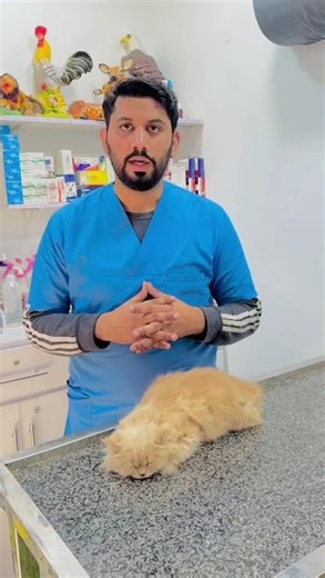 When and How cat deworming start ? #cat #petcenter #catvideos #pets