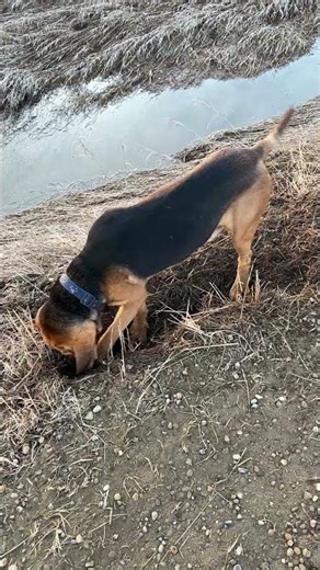This Bloodhound Dug a 4 FOOT TRENCH Hunting a Gopher
