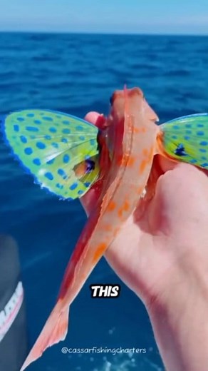 🌊✨Flying Gurnard: The Winged Walker of the Sea 🐠🌈 The Flying Gurnard is a fascinating ocean dweller known for its large, fan-like pectoral fins that it spreads wide to display vibrant colors and scare off predators. Its body is protected by tough, armor-like scales and a bony, helmeted head. Instead of swimming constantly, this unusual fish often “walks” along the seafloor, using its fins to search for food such as crabs, shrimp, and worms. It even has two fin tips that act like tiny hands, h