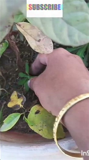 #Beautiful Flower pot with Sea shell#🐚🌊🐠🌿🤓....