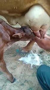 Sometimes You need to withdraw the mastitis disease Out Using Manual Method. | Livestock Farmer