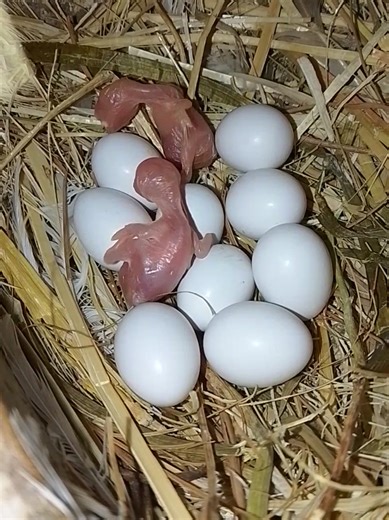 Explore Fawn Java Birds: A Beautiful Journey