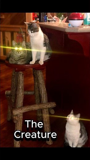 The creature🙀 #funnycats #memes #cutecat #viral #catcomedy