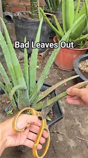 Cut These Aloe Leaves: Holes, Fungus & Old Growth
