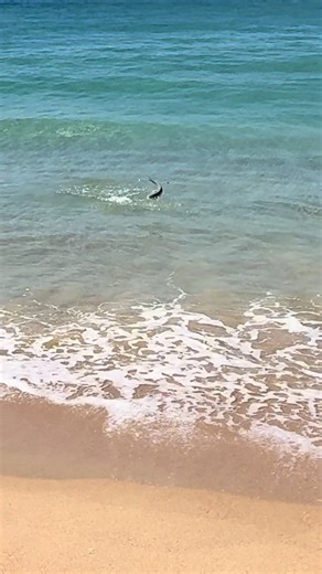 Fishing for Salmon: Tips and Techniques