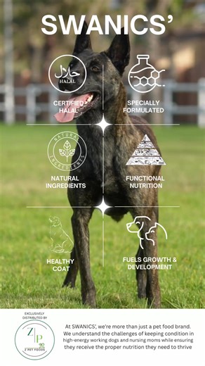 Nutrition for High-Energy Working Dogs and Nursing Moms