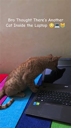 Cats vs Technology | Who Wins? 😂#catshorts #ytshorts #funnycat#catsreaction #catlover#cuteanimals