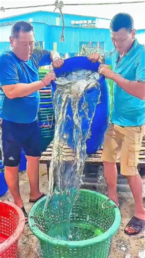 大漁の喜びと海の恵み！漁師たちが青い樽から新鮮な魚を次々と籠に移し替える、活気あふれる水揚げの瞬間#fish#market #smart #people #rurallife #inspiration