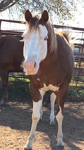 STORY TIME 📖 Yearn is a 2022 mare by Urge out of a daughter of Kid Clusified. We got her close to the beginning of 2025 for Steve to breed to Sekret Agenda. We purchased her from her breeder who never showed her and was just down sizing her herd. She came to us as a mare that was easy enough to be around but difficult in moments. We found out after we got her home she did not communicate like most other horses. Something was definitely different. And we found out- its because shes deaf! How cra