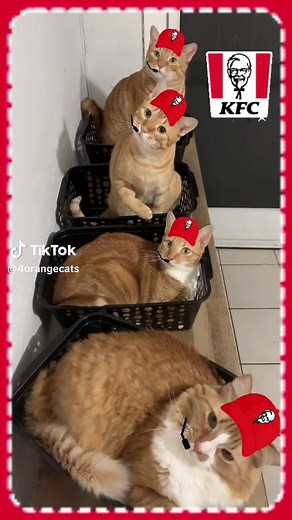 4 Orange Cats on TikTok
