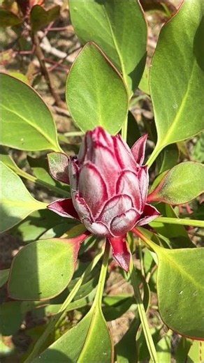 From Bud to Bloom: The Crown of Protea #nature #travel #madeira #travel #flowers #birds#hiking