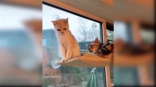 Baby Cat Funny animals Funny comedy videos #2024
