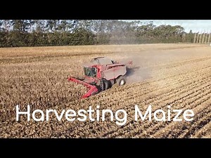 Maize Harvest NZ | CASE IH 7010 Combine