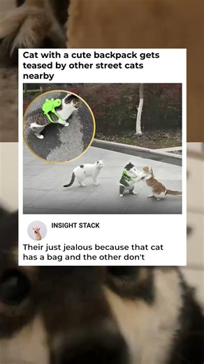 They’re just jealous of his turtle backpack! 🐢😂