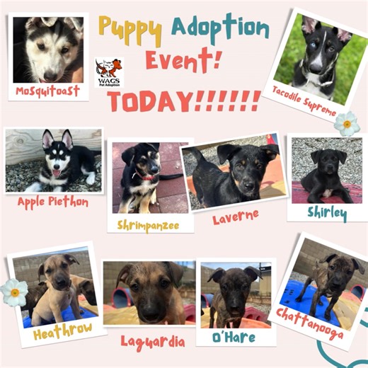 WAGS has the most adorable puppies available for adoption!!! Come on down today between 1:00 and 5:00 and meet these super friendly puppies, just waiting for their forever families. Adoption fees are $355, which includes spay/neuter surgery, vaccinations, flea treatment, and microchip. You won't find a better deal anywhere!! WAGS is located at 6621 Westminster Blvd., Westminster and is open all weekend from 1:00-5:00 for adoption tours. #wagspetadoption | WAGS ~ Westminster Adoption Group and Se
