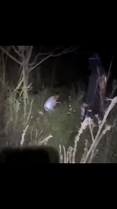 38K views · 556 reactions | Try not to laugh(14) | Alien Relics | Facebook