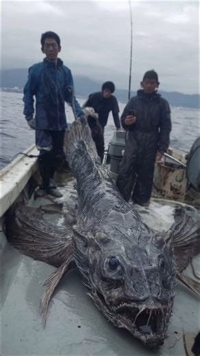 25-Foot Alien-Looking Fish Caught Off Japan’s Coast—Scientists Alarmed #alien #fish #japan | Most Amazing Top 10