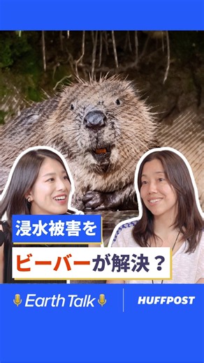 Can Beavers Solve Flash Flooding with Dams? The Incredible Solution to Subway Flooding: Reintrodu...
